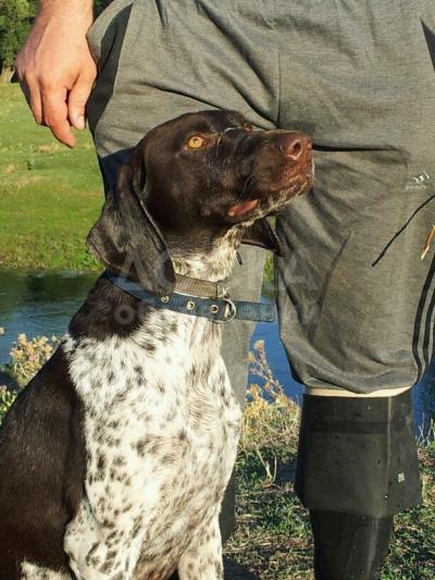 щенки курцхаара