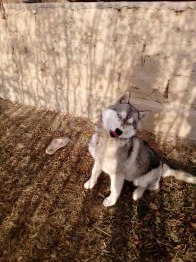 Срочно продаю хаски.девочка без документ.0703940294