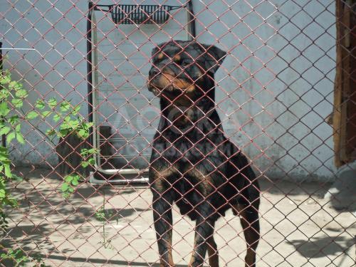 продаю щенков ротвейлера.