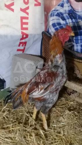 продаю бойцового петуха. дакан

Прошу 1500 сом
Тел +996709600009 WhatsApp