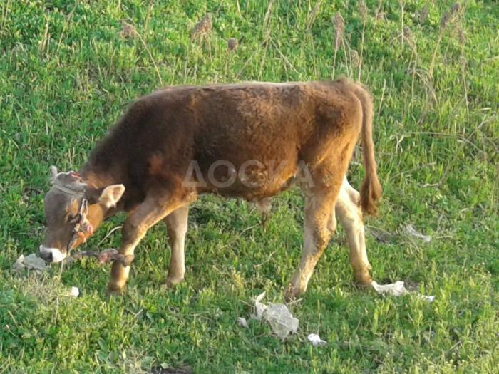 Продаю бычка.