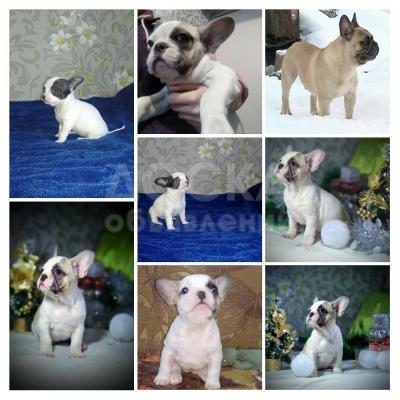 Продается щенок французского бульдога.