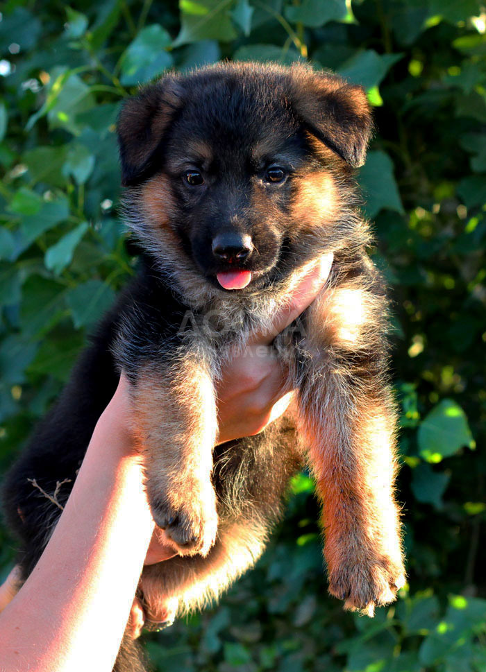 Щенки Немецкой овчарки