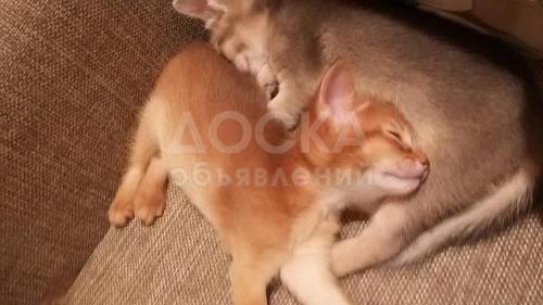 Абиссинские котята!