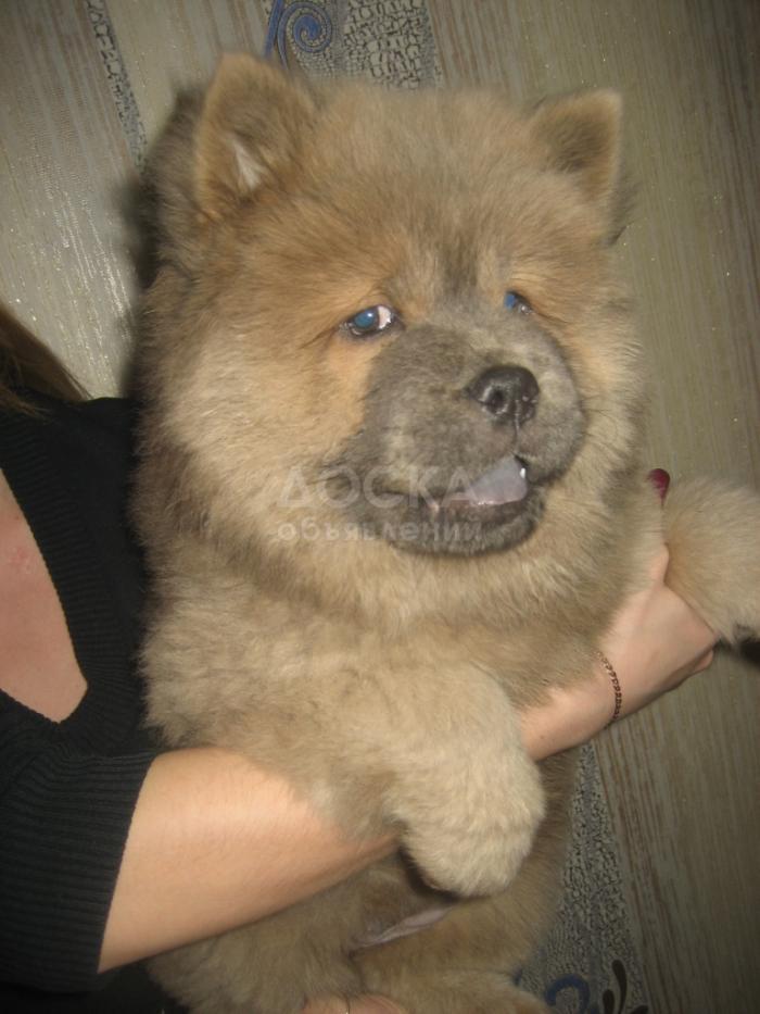 Продается элитный щенок чау-чау