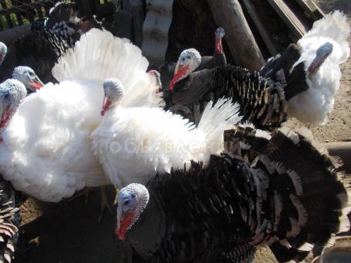 Продаю Индюков 40 штук