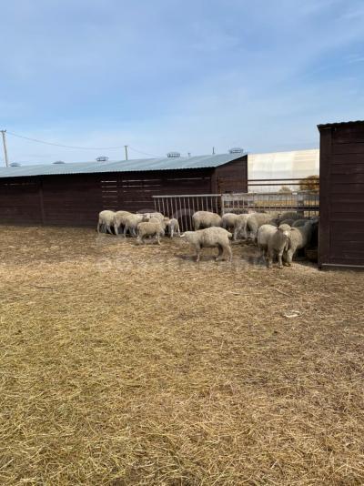 Куйбышевские овцы, племенных 100шт.