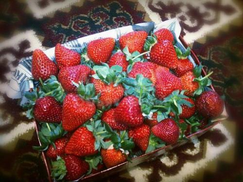 Теплицы. Строительство и проектирование. 0707700777