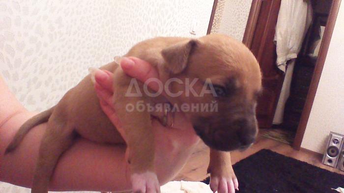 Щенки питбуля