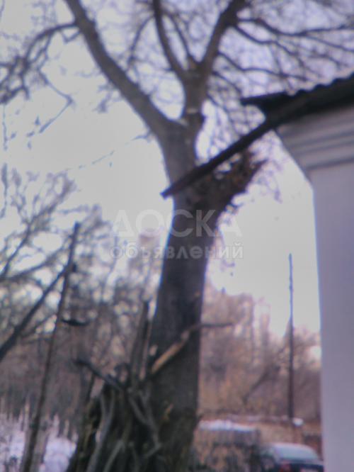 Продаю ореховые дерево