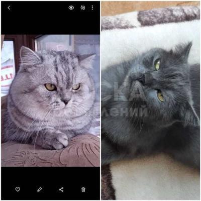 Продаются котята Scottish fold&straight.