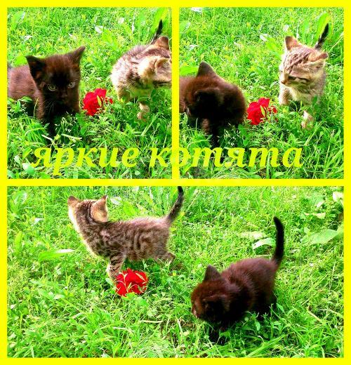 Отдам котят бесплатно! т 0553 040483