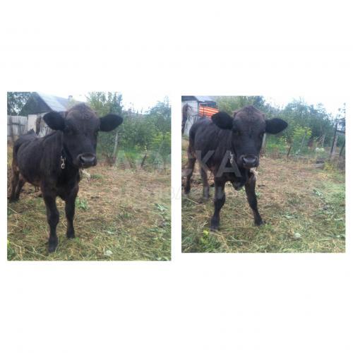 Продается Бык Швицкой породы