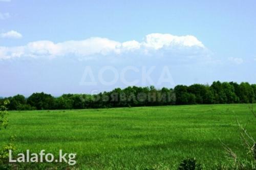 Продаю участок сельхоз назначения, 20000 га с.Сокулук .