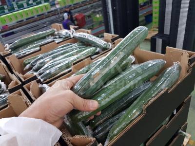 Продаем огурцы из Испании