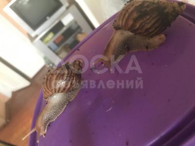 Улитки ахатины