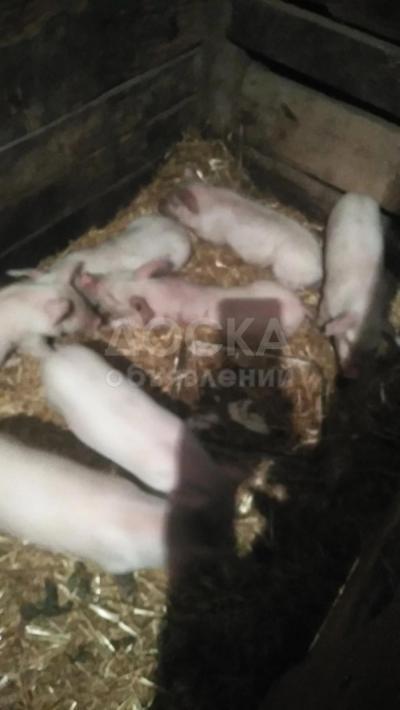 Продаю поросят