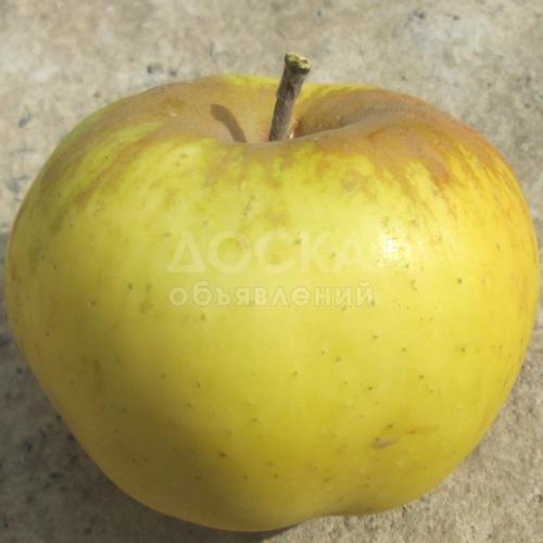 Саженцы карликовых плодовых деревьев в контейнерах в селе Байтик круглый год