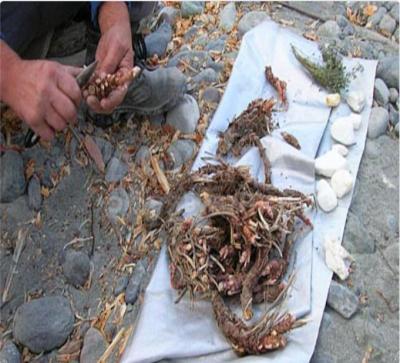 Куплю корень эндик 500с сушенный