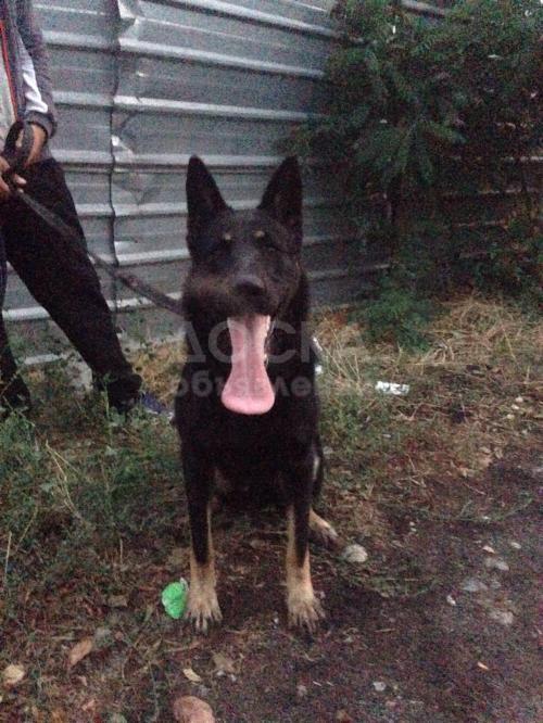 Продаю щенят ВЕО восточно европейских овчаок за 6000 сом