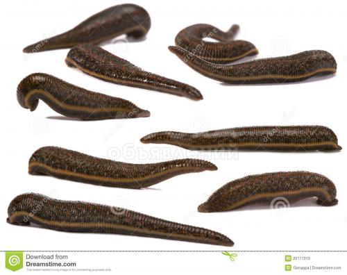 Продаем медицинскую пиявку