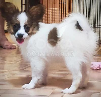 Продам щенков