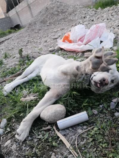 Отдам хорошие руки самка алабая