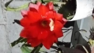 Цветы домашние.