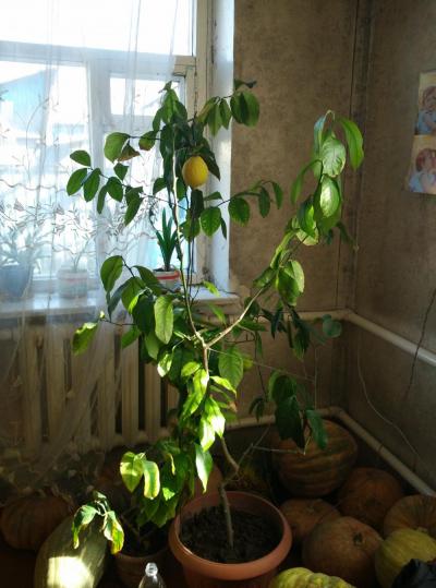 продаю лимон