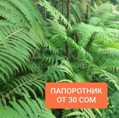 Большая распродажа папоротников