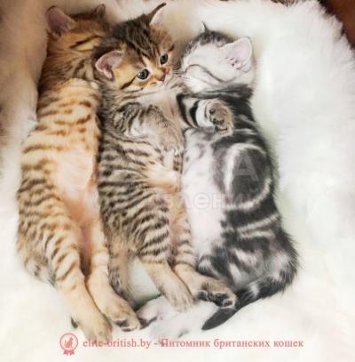 Котята породистые