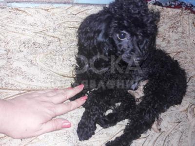 Продаются щенки той пуделя