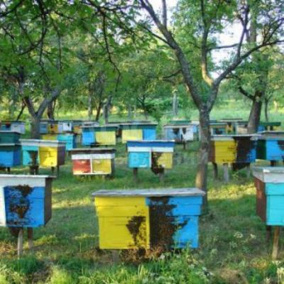 Продаю пчелосемьи (Карпатка) 20 штук, вместе с ульями "Дадан" с магазинами

рамки с медом

Готовы к ЗИМЕ