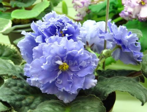 продаю детки сортовых фиалок