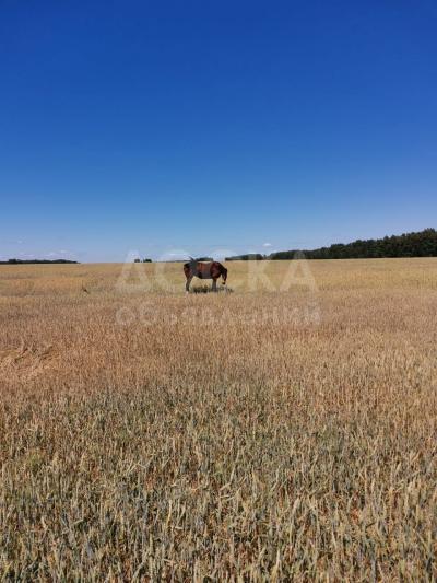 Лес, зерно, крс, лошади. Прямые поставки из россии.
