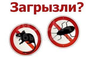 Уничтожаем насекомых и грызунов.