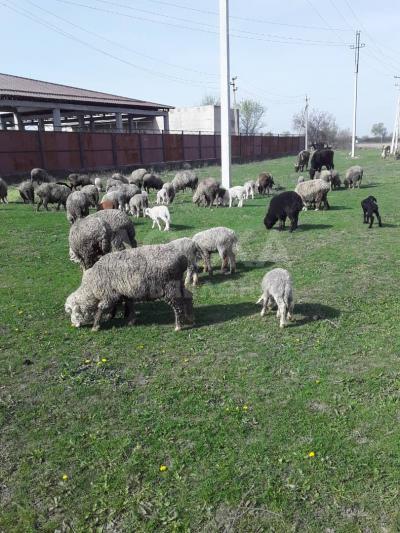Продажа овец, баран, ягнят