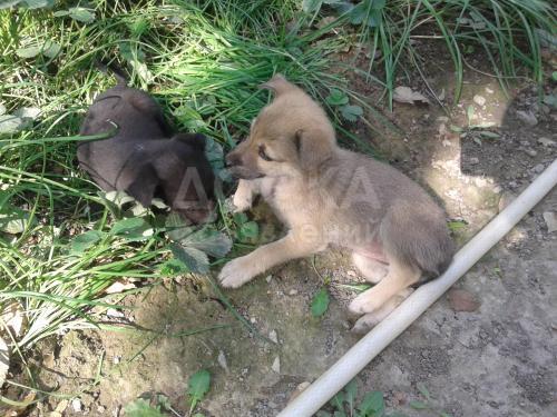 Отдам двух щенков