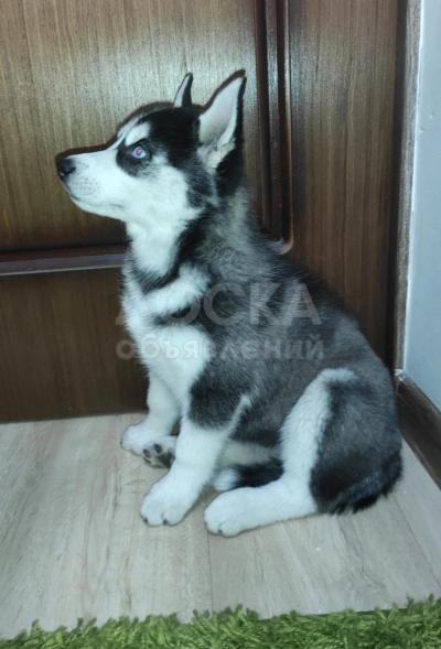 Продаю щенков хаски чистокровные   , остались две  девочки  , голубоглазые  , волчий окрас, возраст -2 месяца, проглистованы