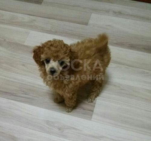 Карликовый пудель, сучка