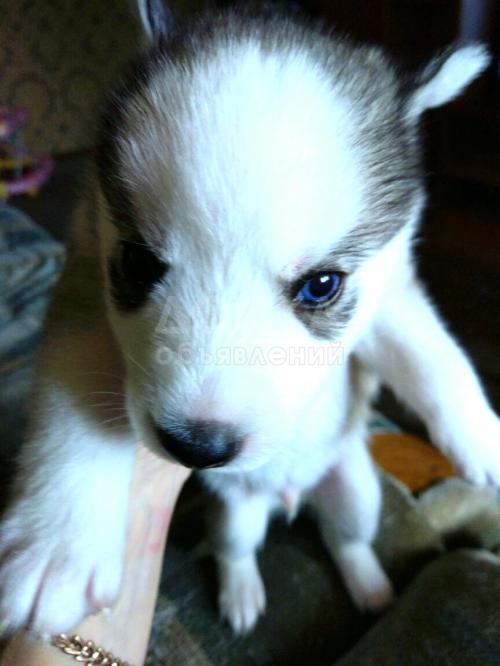 Породистые щенки Хаски.