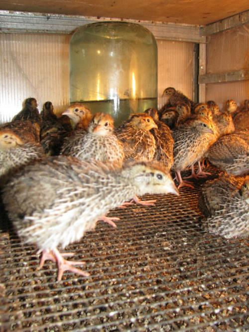 продаю перепелок