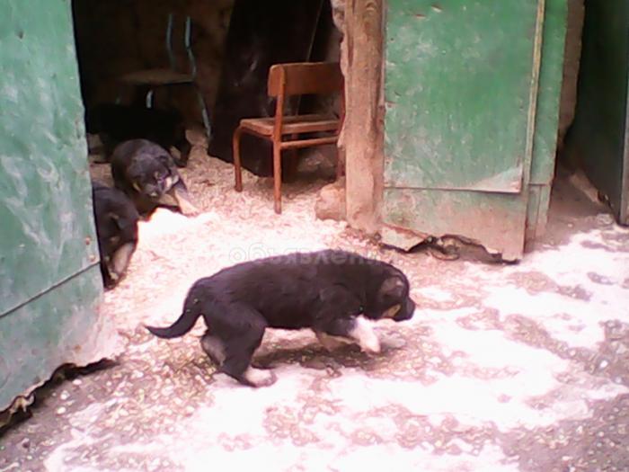 Немецкие овчарки