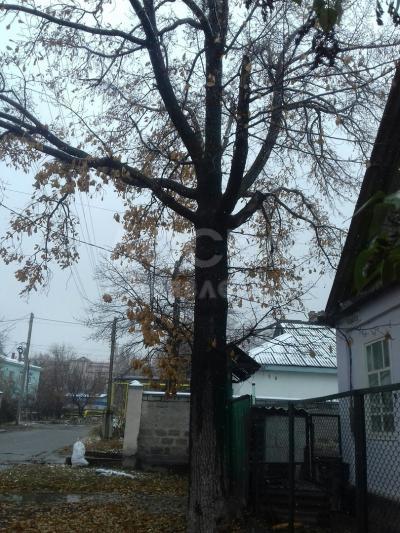 Срочно продаю дерево дуба. Самовывоз