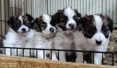 Продаю щенков