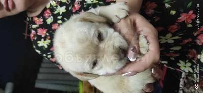 Продам щенков лабрадора с родословной