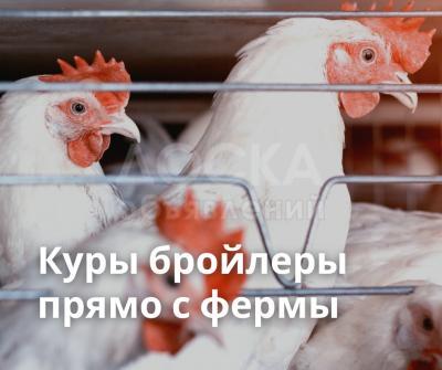Куры бройлеры прямо с фермы.
Оптом.