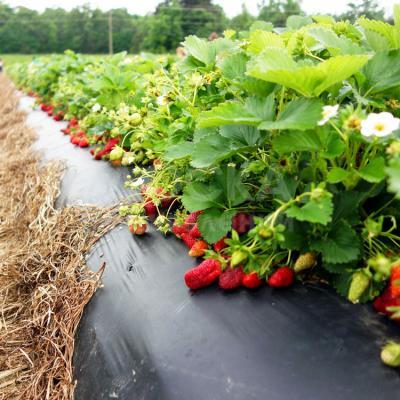 Мульчирующая пленка. Акция!