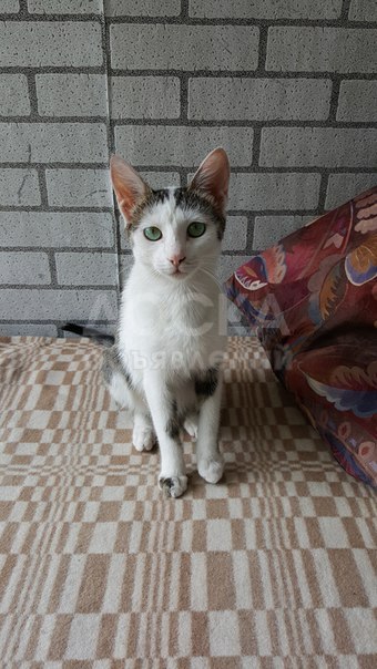 Молодая кошечка ищет добрых хозяев,в связи с переездом.