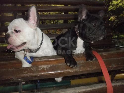 щенки французского бульдога